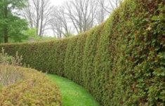 Setos vivos: la valla natural que transforma tu jardín