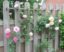 Der Zaun als Rankhilfe für Rosen: cómo transformar tu valla en un escenario vivo de flores