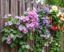 Plantes grimpantes pour embellir les clôtures : Guide complet pour un jardin enchanteur