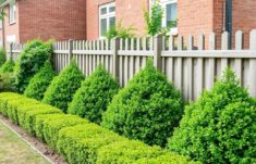 The Art and Science of Living Fences: Hedges and Shrubs as Natural Boundaries