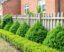 The Art and Science of Living Fences: Hedges and Shrubs as Natural Boundaries