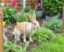 Rabbit-Proof Fencing for Gardens: Protecting Your Plants with Smart Solutions