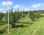 Orchard Fencing to Protect Fruit Trees: Your Ultimate Guide to Safeguarding Your Harvest