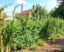 Les clôtures végétales : une alternative écologique pour un jardin durable