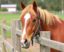 Fences for Horses: Safe and Durable Options for Every Stable