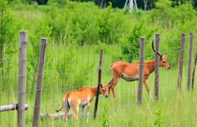 Fences for Wildlife Conservation: Balancing Protection and Freedom in Nature