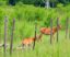 Fences for Wildlife Conservation: Balancing Protection and Freedom in Nature