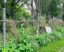Clôtures végétales : Des barrières naturelles pour un jardin vivant et esthétique