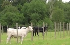 Clôtures agricoles : protection des cultures et du bétail
