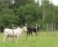 Clôtures agricoles : protection des cultures et du bétail