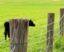 Farm Fences: Soluciones para Propiedades Rurales que Realmente Funcionan