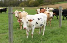 Farm Fences for Livestock Control: The Ultimate Guide to Keeping Your Animals Safe and Secure