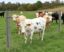 Farm Fences for Livestock Control: The Ultimate Guide to Keeping Your Animals Safe and Secure