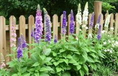 Les meilleures plantes à faire pousser le long d’une clôture : Guide complet pour un jardin magnifique