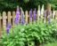 Les meilleures plantes à faire pousser le long d’une clôture : Guide complet pour un jardin magnifique