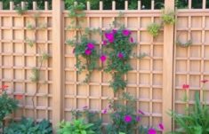 Trellis Fences for Climbing Plants: Your Ultimate Guide to a Lush Vertical Garden