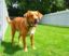 Invisible Fences for Dogs: Pros and Cons of This Modern Pet Containment Solution