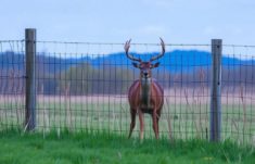 How High Should a Fence Be to Keep Deer Out? The Ultimate Guide to Deer-Proof Fencing