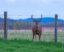 How High Should a Fence Be to Keep Deer Out? The Ultimate Guide to Deer-Proof Fencing