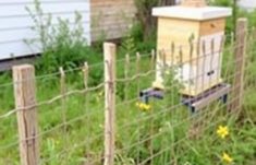 Fences for Beekeeping: The Ultimate Guide to Apiary Fencing