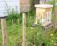 Fences for Beekeeping: The Ultimate Guide to Apiary Fencing