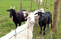The Ultimate Guide to Fences for Goats and Sheep: Keeping Your Flock Safe and Secure