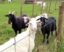 The Ultimate Guide to Fences for Goats and Sheep: Keeping Your Flock Safe and Secure