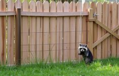 Fences to Keep Out Raccoons and Pests: Your Ultimate Guide to Protecting Your Home and Garden