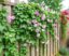 Plantas Trepadoras para Vallas: La Guía Completa para Transformar tu Jardín