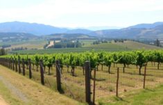 Fences for Vineyards and Wineries: Protecting Your Precious Vines with Style and Purpose