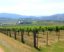 Fences for Vineyards and Wineries: Protecting Your Precious Vines with Style and Purpose