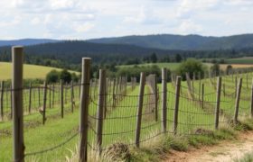 Clôtures pour vignobles : protection et tradition