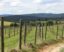 Clôtures pour vignobles : protection et tradition