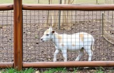 Les clôtures perméables pour la circulation des petits animaux: cómo diseñar espacios que conecten la vida silvestre y los jardines