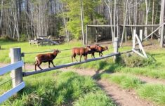 Pasos para la vida: cómo los pasos de fauna atenúan el efecto de las cercas