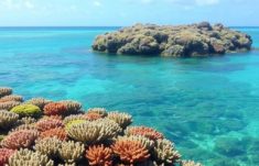 Les clôtures de corail dans les DOM-TOM: una mirada íntima a barreras vivas entre el mar y la tierra