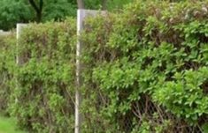 Les haies vives: la alternativa ecológica a la clôture que transforma paisajes y comunidades