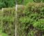 Les haies vives: la alternativa ecológica a la clôture que transforma paisajes y comunidades