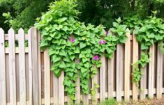 Les clôtures comme support de plantes grimpantes: cómo transformar una simple cerca en un jardín vertical lleno de vida