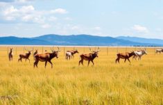 Cuando el paisaje se cierra: El impacto de las cercas en los patrones migratorios de los animales