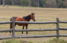 Les clôtures pour chevaux: Guía completa sobre barreras en madera específicas para mantener a tus caballos seguros y felices