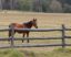 Les clôtures pour chevaux: Guía completa sobre barreras en madera específicas para mantener a tus caballos seguros y felices