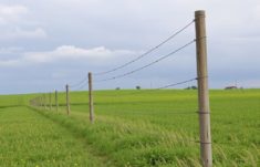 Vallas eléctricas en la agricultura: la solución moderna para pastos más seguros y productivos