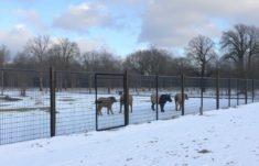 Les clôtures pour parc animalier: Cómo diseñar, elegir y mantener las mejores vallas para un parque de animales
