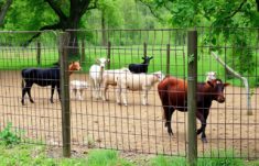 Vallas para confinamiento de animales: guía completa para elegir, instalar y mantener la barrera perfecta