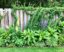 Cómo camuflar una valla antiestética con plantas: transforma tu jardín paso a paso