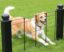 Vallas a prueba de mascotas: Cómo mantener a tus animales seguros y contenidos