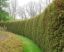Setos vivos: la valla natural que transforma tu jardín