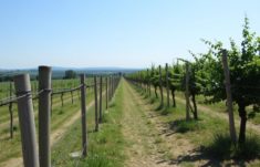 Zäune für den Weinberg: Cómo elegir, instalar y mantener las vallas perfectas para tu viñedo