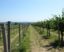 Zäune für den Weinberg: Cómo elegir, instalar y mantener las vallas perfectas para tu viñedo